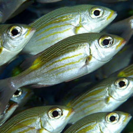 Consigli pratici su come riconosce la freschezza e come conservare il pesce