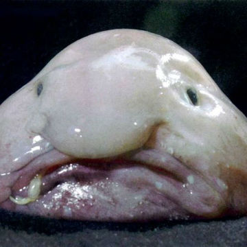 Il Blobfish è l'animale più brutto al mondo.