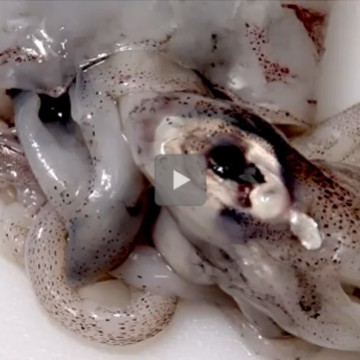 Come pulire il calamaro