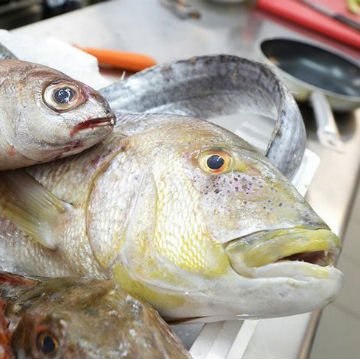 Come conservare in sicurezza il pesce crudo nel frigorifero